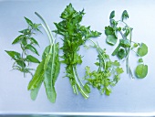 Salate, Kräuter: Bärlauch, Löwen -zahn, Sauerampfer, Kresse