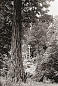 Exotische Bäume und Pflanzen im Trebah - Garden, England
