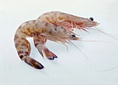 Shrimps, Freisteller: 2 Furche ngarnelen