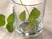 Close-up of mint in glass and on side