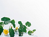 Kürbis und Zucchini, Kürbispflanze mit Blüten, grün, gelb