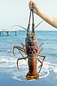 Caribbean spiny lobster held up with antennas