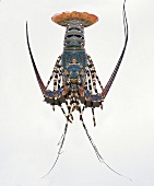 Ornate spiny lobster in blue, red and black colour