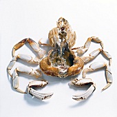Dungeness crab divided into parts