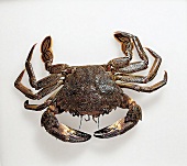 Bathyal swimming crab on white background