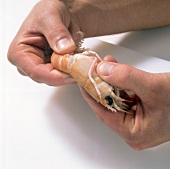 Shrimps, Schwanzteil des Scam- po abdrehen, am Kopf anfassen,Step 1