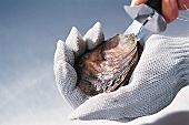 GuU- Muscheln, Austern öffnen, Step 1: Messer in Auster einstechen
