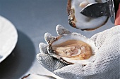 GuU- Muscheln, Austern öffnen, Step 4: obere Schalenhälfte abnehmen