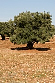 Big olive tree at meadow in Italy