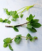 Coriander, basil and mint leaves