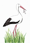 Illustration, Storch mit Wurm im Schnabel