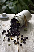 Close-up of blackberries spilled from aluminium can with wooden handle