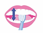 Illustration: Zähne richtig putzen Step 5 von 6