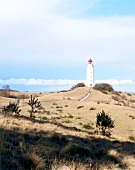 Blick auf einen Leuchtturm bei Klos- ter auf Hiddensee, Heidegras