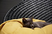Graue Baby-Katze, liegt entspannt, Decke gelb