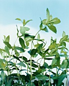 Close-up of fresh mint bedding