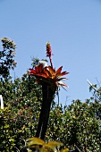 exotische Pflanze in Costa Rica. X 