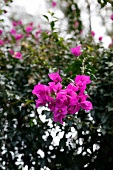 Purple flowers in Costa Rica