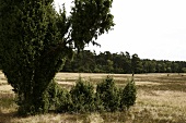 Lüneburger Heide, Landschaft, bewölkt