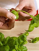 Basil leaves being plucked from a stalk