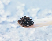 TBN Seafood - Beluga Kaviar