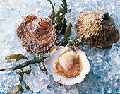 TBN Seafood - Austern