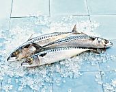 TBN Seafood - Hering