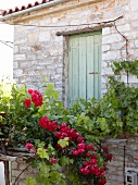 Rote Rosen wachsen vor einem Haus, Pilion, Griechenland