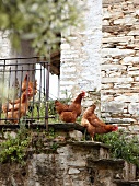 Four chicken running on stairs in Pelion, Greece