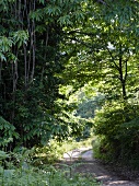 Waldweg, Bäume, Pflanzen, Pilion, Griechenland.