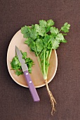 Coriander leaves with knife on plate