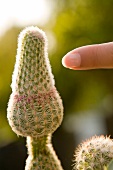 Close-up of finger pointing on cactus