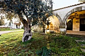 View of idyllic archway and courtyard with olive tree, Apulia, Italy