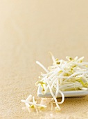 Close-up of bean sprouts on surface