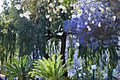 Madeira: Gartenoase von Parque de Santa Catarina, Blüten blau