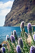 Close-up of bugloss flowers in Madeira island, Funchal, Portugal
