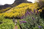 Hikers passing through Echium plants at Levada walk in Madeira, Portugal