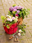 Plants in plant pots and red carrying bag