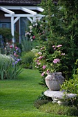 Garden with pink clematis in clay pot during summer