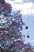 View of cable car in Madiera, Portugal