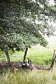 Flock of Canadian geese under tree near barbed fence