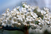 Close-up of white alyssum flower