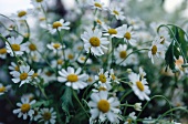 Close-up of white camomile flowers