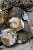 Close-up of oysters and knife on wooden table