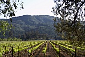 Weingut Rubicon Estate in Napa Valley, Kalifornien, Weinberg, Reben