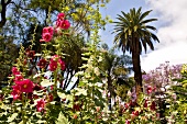 Madeira: Garten mit Palmen und Blü- ten in Jardim Municipal, malerisch