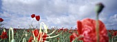 Poppy field, Binz, Mecklenburg-Vorpommern, Germany