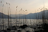 View of Ascona mountain range, lake and reeds at dusk in Ticino, Switzerland