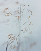 Close-up: Stipa gigantea-Gras, unscharf