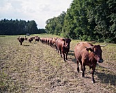 Weide, Kühe in Reihe 